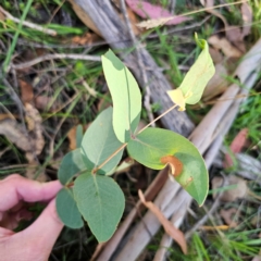 Eucalyptus dives at QPRC LGA - 3 Mar 2024