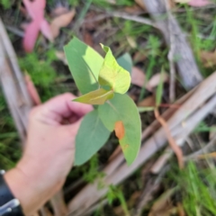 Eucalyptus dives at QPRC LGA - 3 Mar 2024