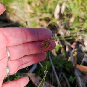 Acaena novae-zelandiae at Tallaganda State Forest - 3 Mar 2024 05:40 PM