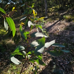 Eucalyptus pauciflora subsp. pauciflora (White Sally, Snow Gum) at Tallaganda State Forest - 3 Mar 2024 by Csteele4