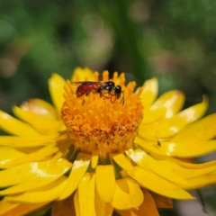 Exoneura sp. (genus) (A reed bee) at Harolds Cross, NSW - 3 Mar 2024 by MatthewFrawley