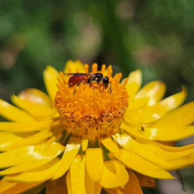 Exoneura sp. (genus) (A reed bee) at Harolds Cross, NSW - 3 Mar 2024 by MatthewFrawley