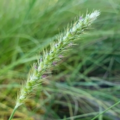 Setaria parviflora (Slender Pigeon Grass) at Rugosa - 3 Mar 2024 by SenexRugosus