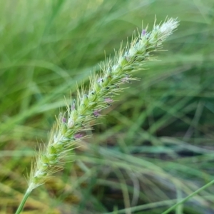 Setaria parviflora at Rugosa - 3 Mar 2024