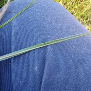 Setaria parviflora at Rugosa - 3 Mar 2024