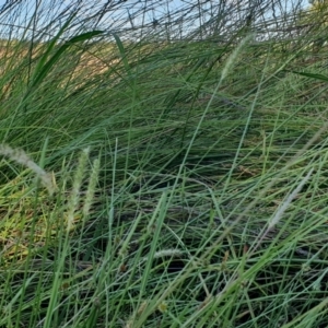 Setaria parviflora at Rugosa - 3 Mar 2024 05:49 PM