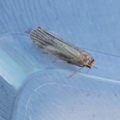 Achroa grisella (Lesser wax moth) at Rugosa - 3 Mar 2024 by SenexRugosus