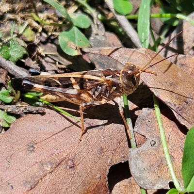 Oedaleus australis (Australian Oedaleus) at Harolds Cross, NSW - 3 Mar 2024 by MatthewFrawley