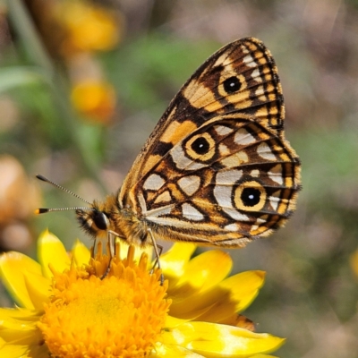 Oreixenica lathoniella (Silver Xenica) at Harolds Cross, NSW - 3 Mar 2024 by MatthewFrawley