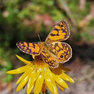 Oreixenica lathoniella at Tallaganda State Forest - 3 Mar 2024