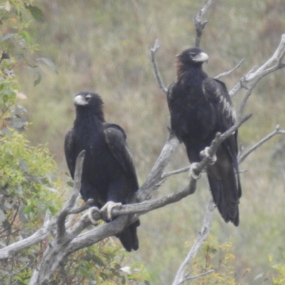 Aquila audax (Wedge-tailed Eagle) at Kambah, ACT - 2 Mar 2024 by HelenCross