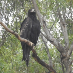 Aquila audax (Wedge-tailed Eagle) at Lions Youth Haven - Westwood Farm A.C.T. - 1 Mar 2024 by HelenCross