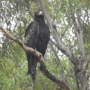 Aquila audax at Lions Youth Haven - Westwood Farm A.C.T. - 2 Mar 2024