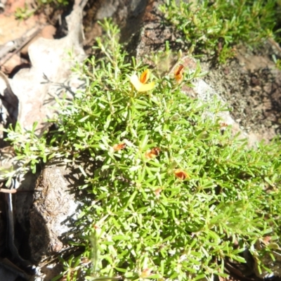 Pultenaea microphylla (Egg and Bacon Pea) at Bungonia National Park - 3 Mar 2024 by HelenCross