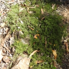 Pultenaea microphylla at Bungonia National Park - 3 Mar 2024