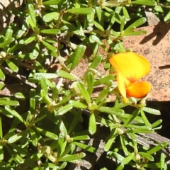 Pultenaea microphylla at Bungonia National Park - 3 Mar 2024