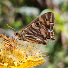 Oreixenica kershawi (Striped Xenica) at Harolds Cross, NSW - 3 Mar 2024 by MatthewFrawley