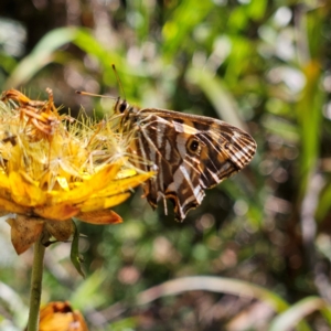 Oreixenica kershawi at Tallaganda State Forest - 3 Mar 2024