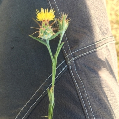 Centaurea melitensis (Maltese Cockspur, Cockspur Thistle) at Mount Majura - 3 Mar 2024 by JochenZeil