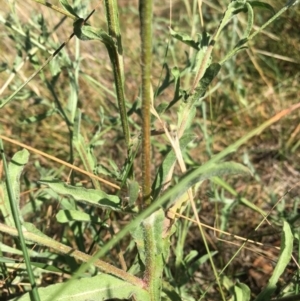 Centaurea melitensis at Mount Majura - 3 Mar 2024