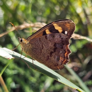 Heteronympha banksii at QPRC LGA - 3 Mar 2024