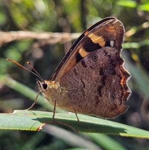 Heteronympha banksii at QPRC LGA - suppressed