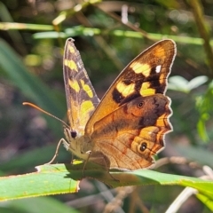 Heteronympha banksii at QPRC LGA - 3 Mar 2024