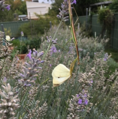 Unidentified Praying mantis (Mantodea) at Hackett, ACT - 29 Feb 2024 by JochenZeil