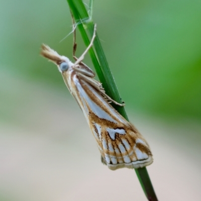 Hednota pleniferellus (A Grass moth (Crambinae) at Moruya, NSW - 3 Mar 2024 by LisaH