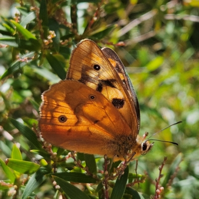 Heteronympha penelope (Shouldered Brown) at Harolds Cross, NSW - 3 Mar 2024 by MatthewFrawley