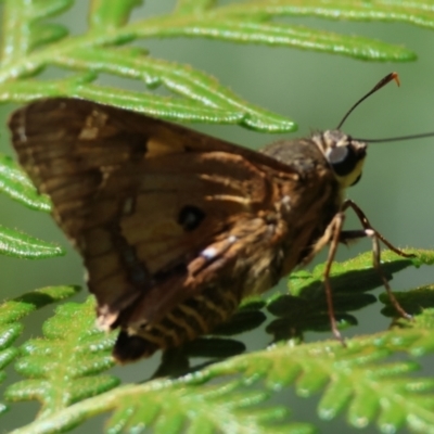 Trapezites symmomus (Splendid Ochre) at Moruya, NSW - 3 Mar 2024 by LisaH