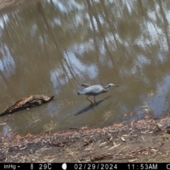 Egretta novaehollandiae (White-faced Heron) at Suttons Dam - 29 Feb 2024 by KL