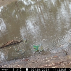 Psephotus haematonotus (Red-rumped Parrot) at Suttons Dam - 28 Feb 2024 by KL