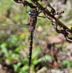 Austroaeschna multipunctata (Multi-spotted Darner) at QPRC LGA - 3 Mar 2024 by MatthewFrawley