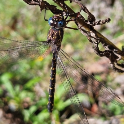 Austroaeschna multipunctata (Multi-spotted Darner) at QPRC LGA - 3 Mar 2024 by MatthewFrawley