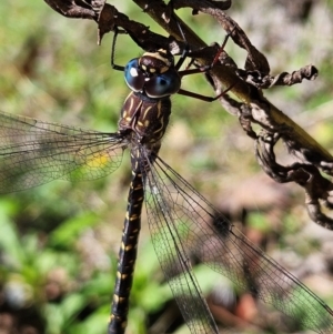 Austroaeschna multipunctata at QPRC LGA - 3 Mar 2024