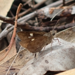 Mesodina halyzia (Eastern Iris-skipper) at Moruya, NSW - 3 Mar 2024 by LisaH