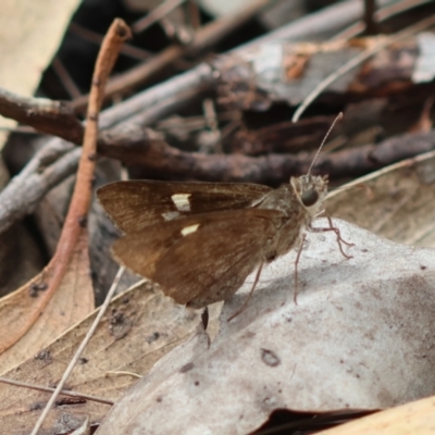 Mesodina halyzia (Eastern Iris-skipper) at Moruya, NSW - 3 Mar 2024 by LisaH