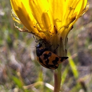 Coccinella transversalis at Franklin Grassland (FRA_5) - 28 Feb 2024