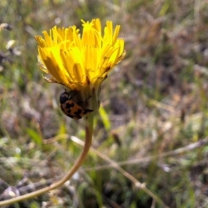 Coccinella transversalis at Franklin Grassland (FRA_5) - 28 Feb 2024