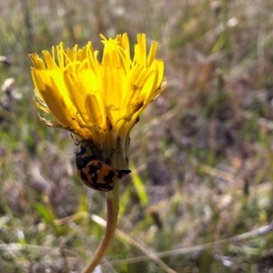 Coccinella transversalis at Franklin Grassland (FRA_5) - 28 Feb 2024