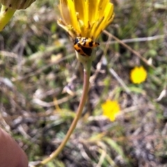 Coccinella transversalis at Franklin Grassland (FRA_5) - 28 Feb 2024