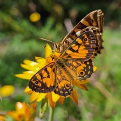 Oreixenica lathoniella (Silver Xenica) at QPRC LGA - 3 Mar 2024 by MatthewFrawley