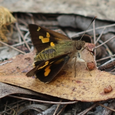 Unidentified Skipper (Hesperiidae) at Moruya, NSW - 3 Mar 2024 by LisaH