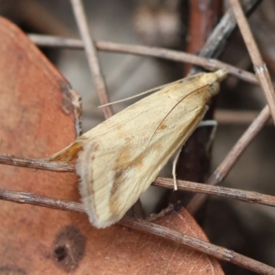 Achyra massalis (Ombava) at Moruya, NSW - 3 Mar 2024 by LisaH