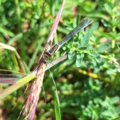 Ischnura heterosticta (Common Bluetail Damselfly) at Budjan Galindji (Franklin Grassland) Reserve - 28 Feb 2024 by JenniM