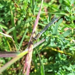 Ischnura heterosticta at Franklin Grassland (FRA_5) - 28 Feb 2024