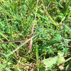 Ischnura heterosticta at Franklin Grassland (FRA_5) - 28 Feb 2024