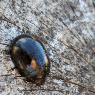 Paropsisterna octosignata (Eucalyptus leaf beetle) at Watson, ACT - 3 Mar 2024 by AniseStar