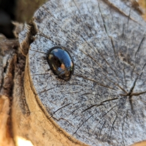 Paropsisterna octosignata at Watson Green Space - 3 Mar 2024 05:17 PM